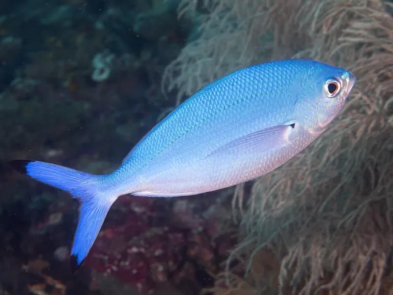 Lunar fusilier (Caesio lunaris) in the Red Sea
