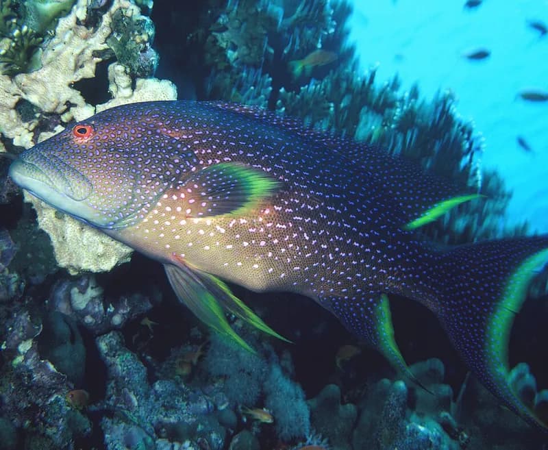 Lyretail grouper (Variola louti) in the Red Sea