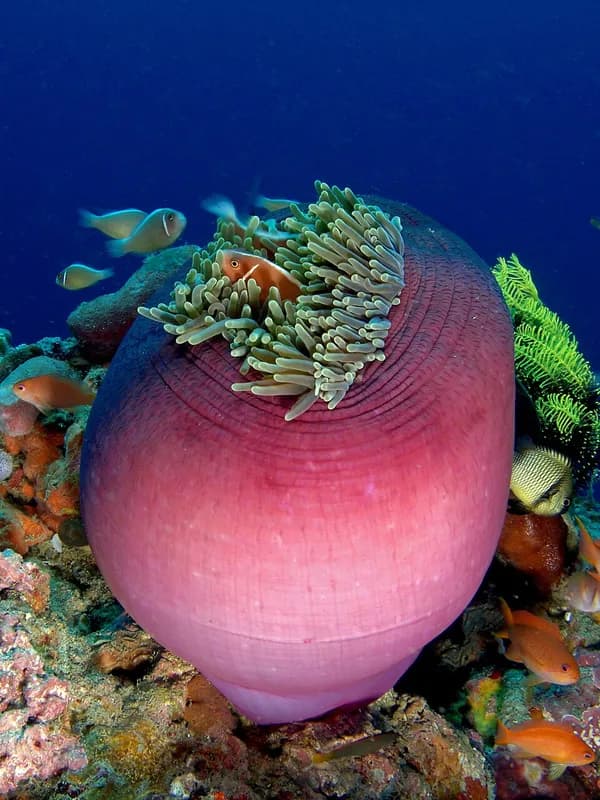 Magnificent sea anemone (Heteractis magnifica) in the Red Sea