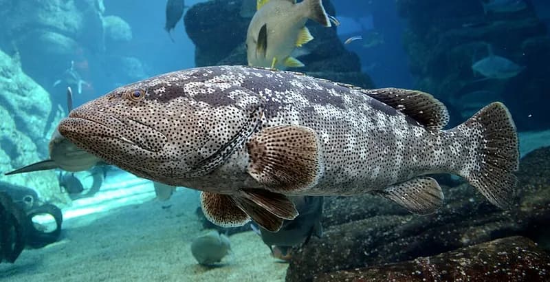 Malabar grouper (Epinephelus malabaricus) in the Red Sea