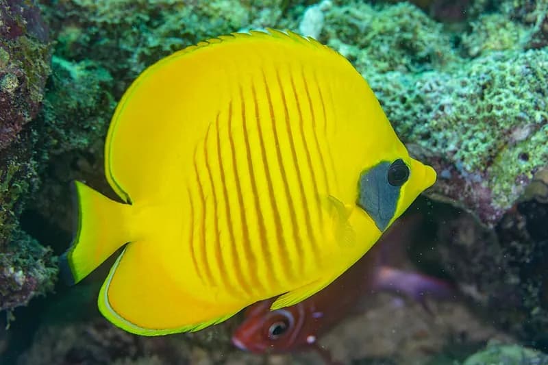 Masked butterflyfish in the Red Sea