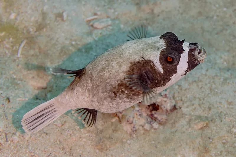 Masked puffer (Arothron diadematus) in the Red Sea