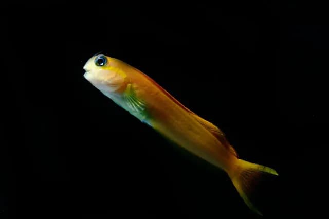 Midas blenny (Ecsenius midas) in the Red Sea