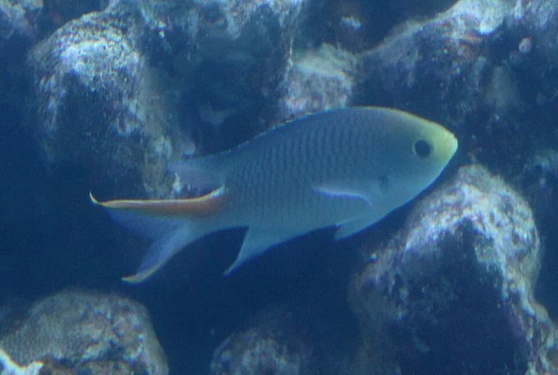 Miry's damsel (Neopomacentrus miryae) in the Red Sea