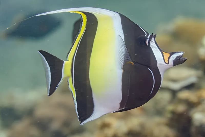 Moorish idol (Zanclus cornutus) in the Red Sea