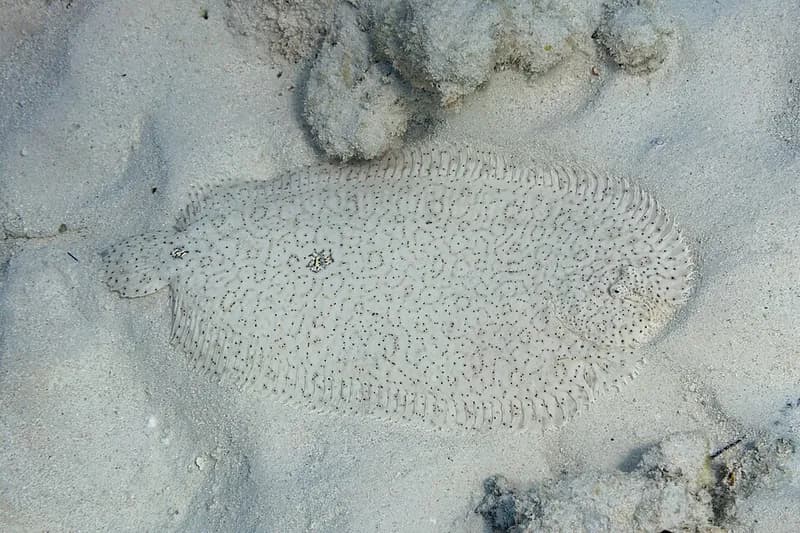 Moses sole (Pardachirus marmoratus) in the Red Sea