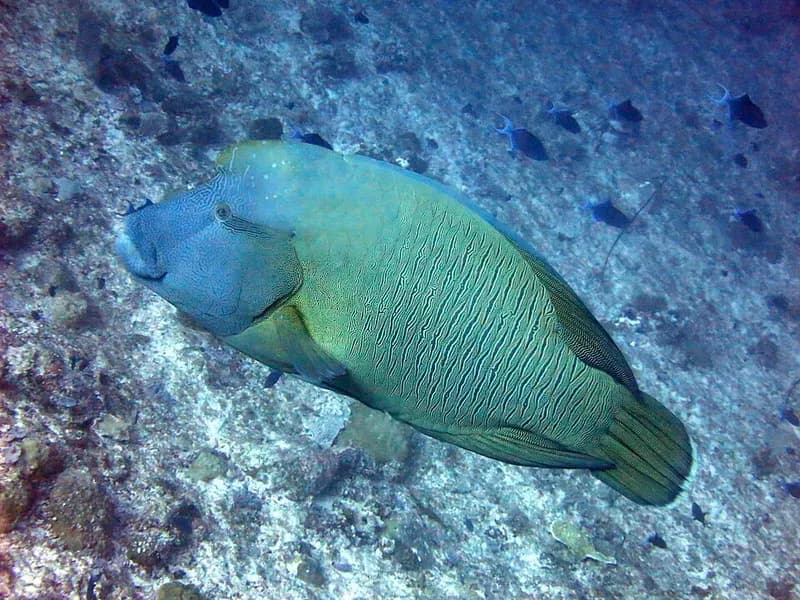 Napoleon wrasse in the Red Sea