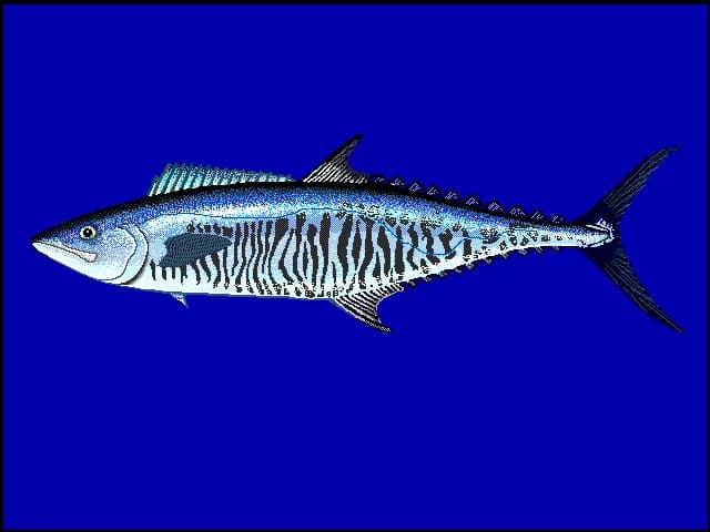 Narrow-barred Spanish mackerel (Scomberomorus commerson) in the Red Sea