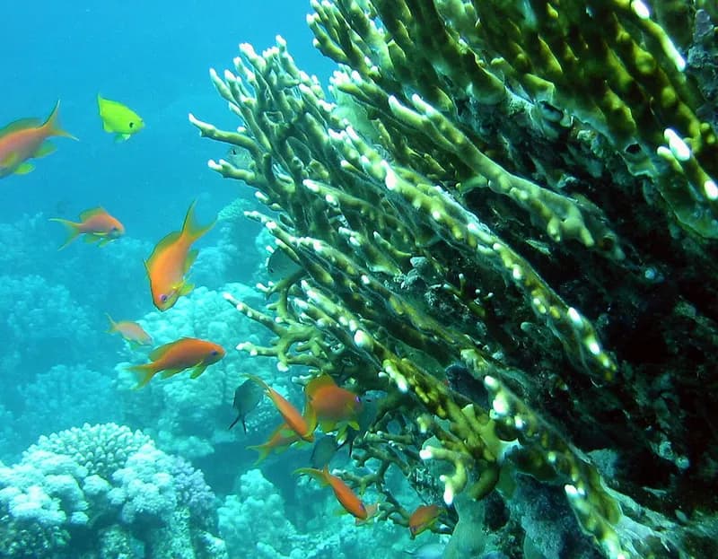 Net fire coral (Millepora dichotoma) in the Red Sea