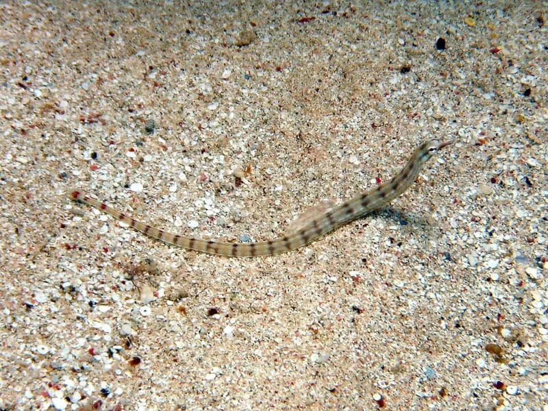 Network pipefish (Corythoichthys flavofasciatus) in the Red Sea