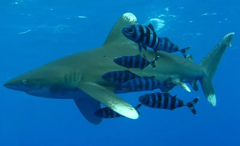 Oceanic whitetip shark (Carcharhinus longimanus) in the Red Sea