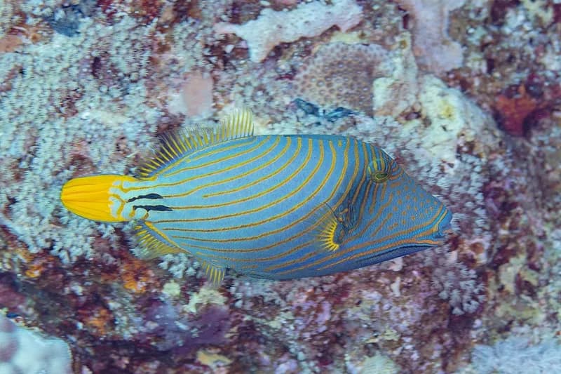 Orange-striped triggerfish (Balistapus undulatus) in the Red Sea