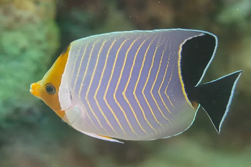 Orangeface butterflyfish (Chaetodon larvatus) in the Red Sea