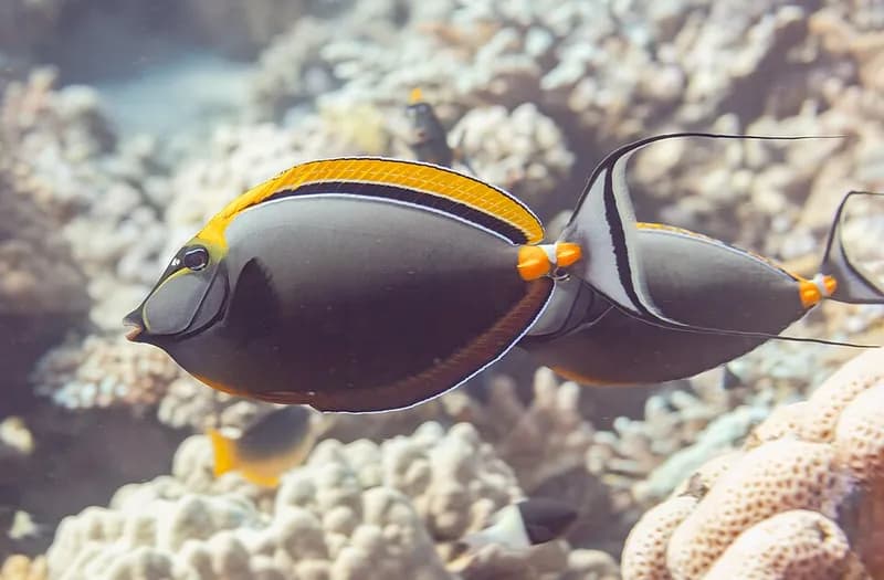 Orangespine unicornfish (Naso elegans) in the Red Sea
