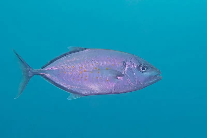 Orangespotted trevally (Carangoides bajad) in the Red Sea
