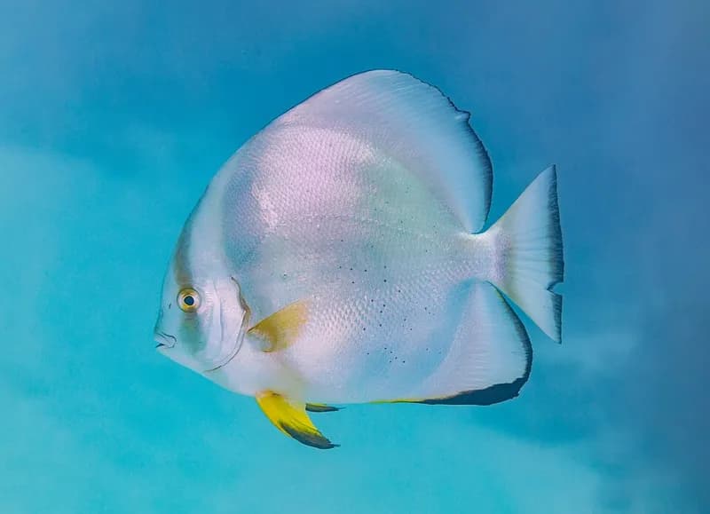 Orbicular batfish (Platax orbicularis) in the Red Sea