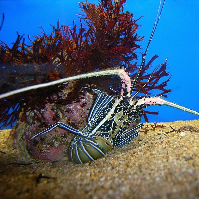 Painted spiny lobster (Panulirus versicolor) in the Red Sea