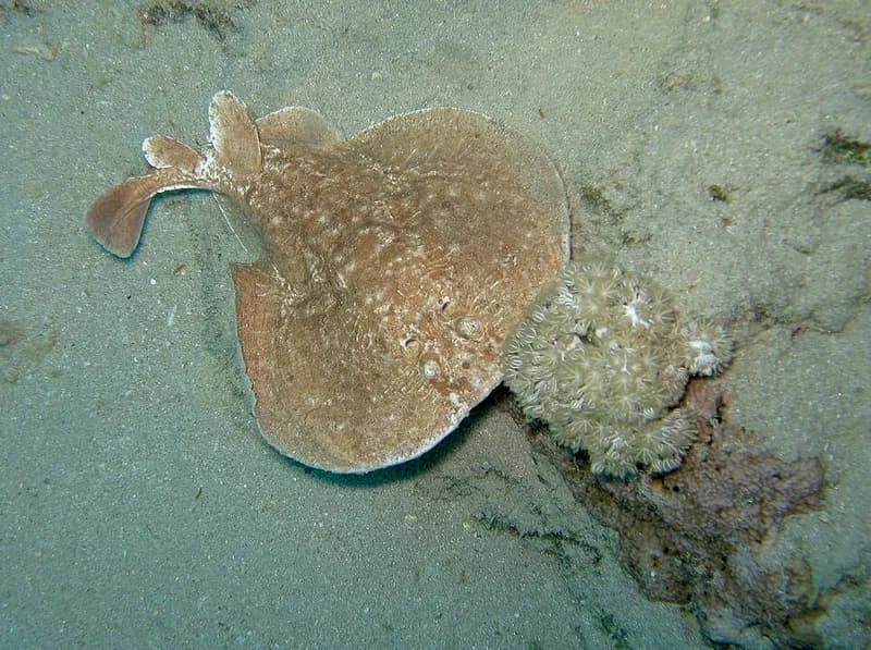 Panther electric ray (Torpedo panthera) in the Red Sea