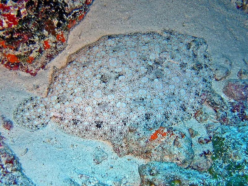 Panther flounder (Bothus pantherinus) in the Red Sea