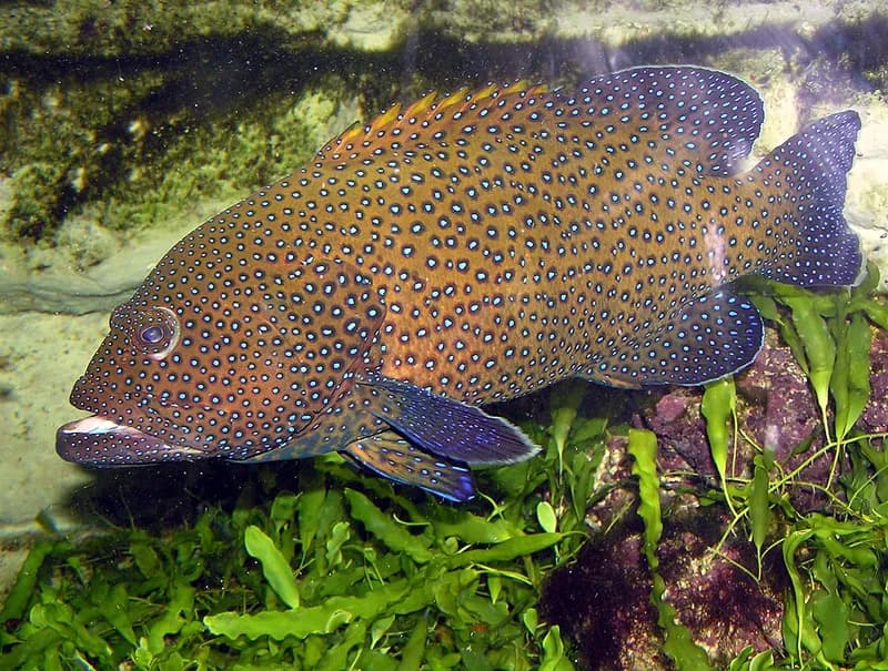 Peacock grouper (Cephalopholis argus) in the Red Sea