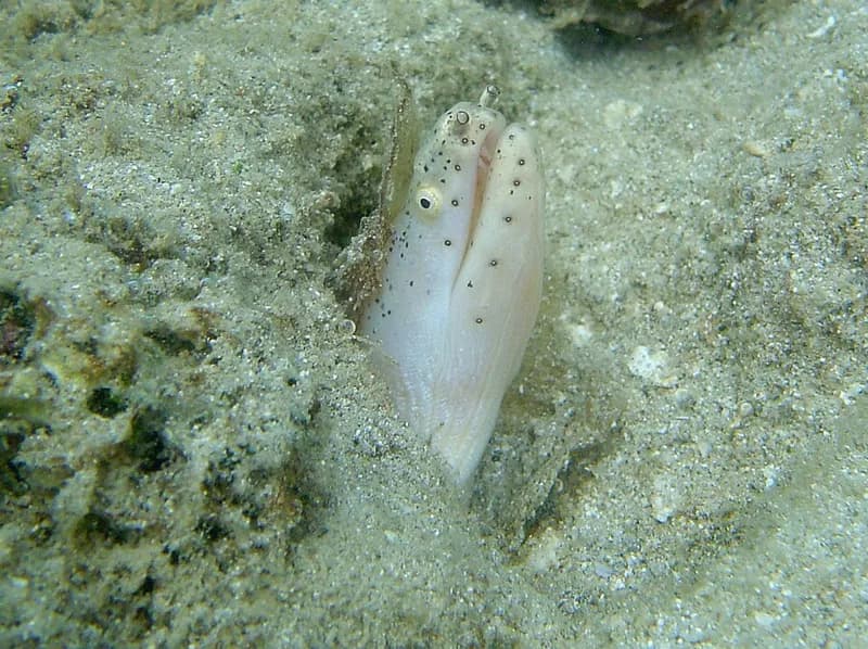 Peppered moray (Siderea picta) in the Red Sea