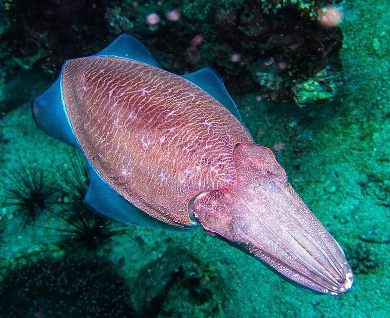 Pharaoh cuttlefish (Sepia pharaonis) in the Red Sea