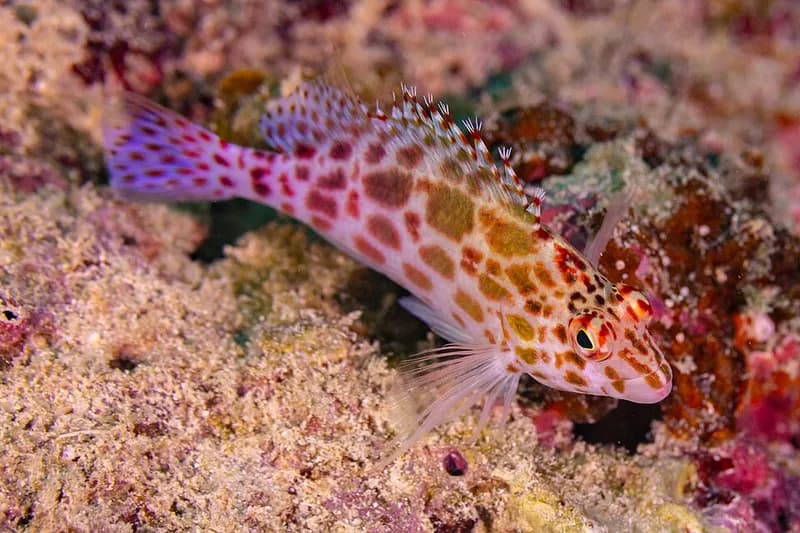 Pixy hawkfish (Cirrhitichthys oxycephalus) in the Red Sea