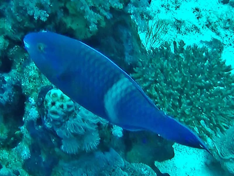 Purple-brown parrotfish (Scarus fuscopurpureus) in the Red Sea