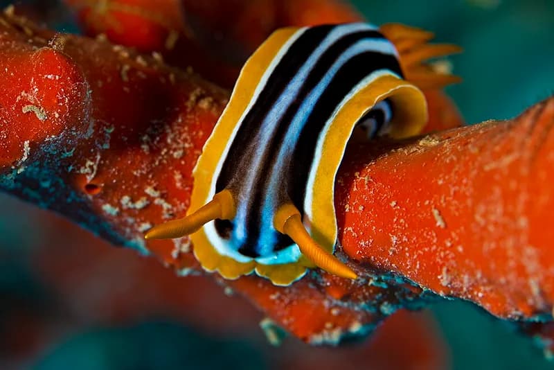 Pyjama nudibranch (Chromodoris quadricolor) in the Red Sea