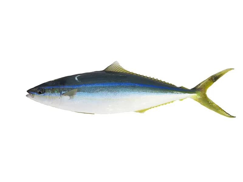 Rainbow runner (Elagatis bipinnulata) in the Red Sea