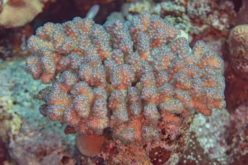 Raspberry coral (Pocillopora verrucosa) in the Red Sea