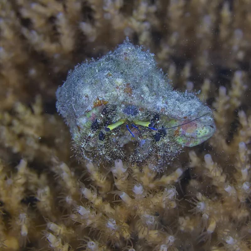 Red reef hermit crab (Dardanus lagopodes) in the Red Sea