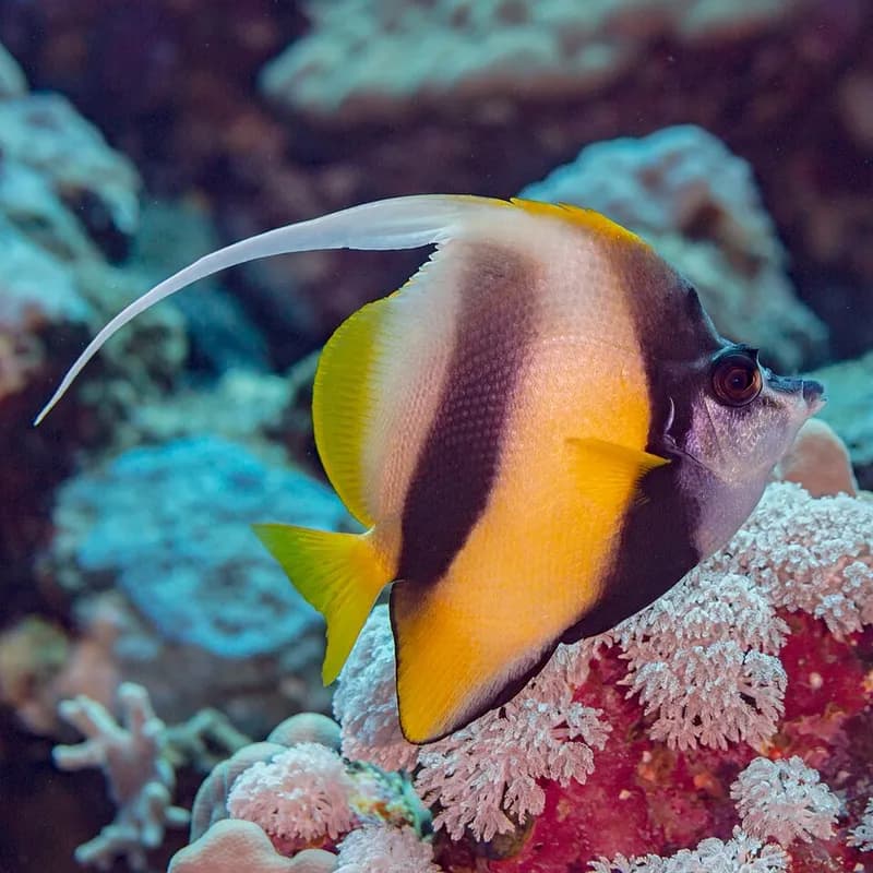 Red Sea bannerfish (Heniochus intermedius) in the Red Sea