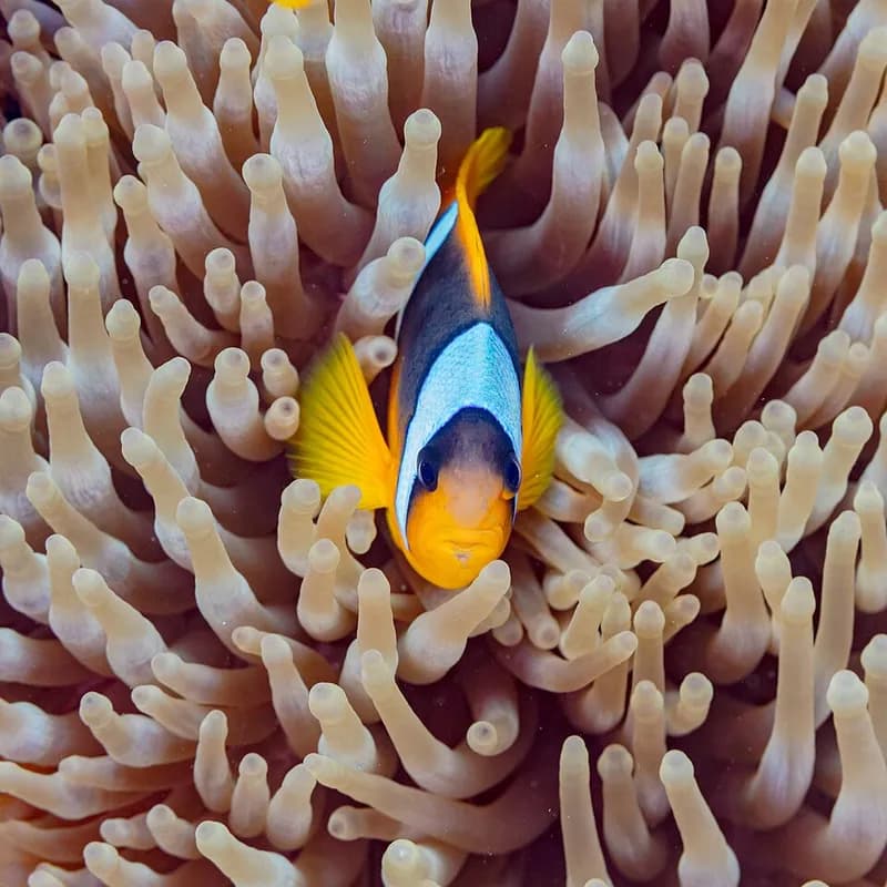 Red Sea clownfish in the Red Sea