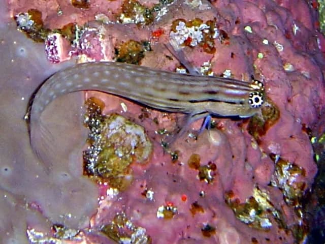 Red Sea combtooth blenny (Ecsenius dentex) in the Red Sea
