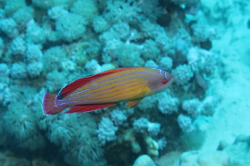 Red Sea eightline flasher (Paracheilinus octotaenia) in the Red Sea