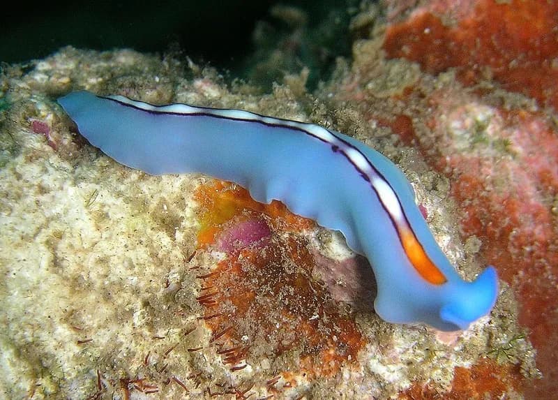 Red Sea flatworm (Pseudoceros splendidus) in the Red Sea