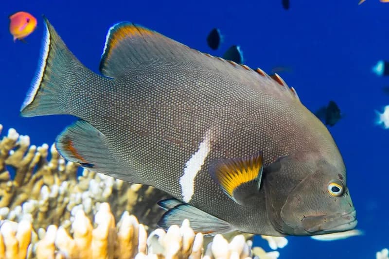 Redmouth grouper (Aethaloperca rogaa) in the Red Sea