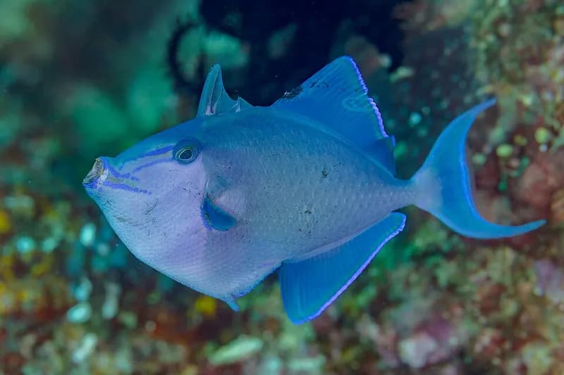 Redtoothed triggerfish (Odonus niger) in the Red Sea