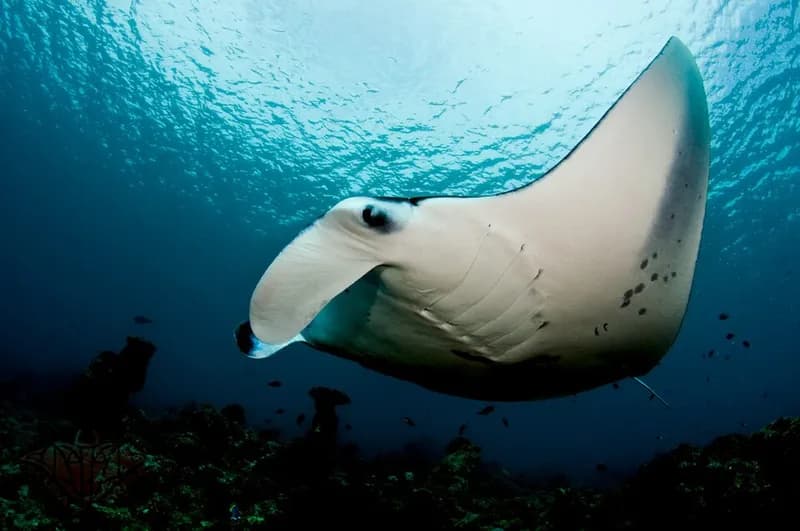 Reef manta ray (Mobula alfredi) in the Red Sea