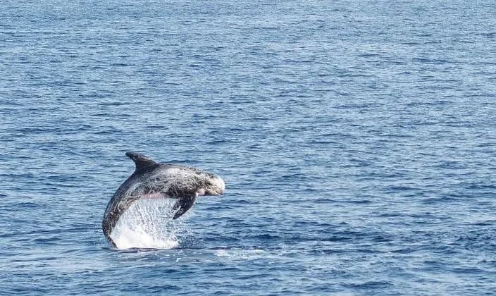 Risso's dolphin (Grampus griseus) in the Red Sea