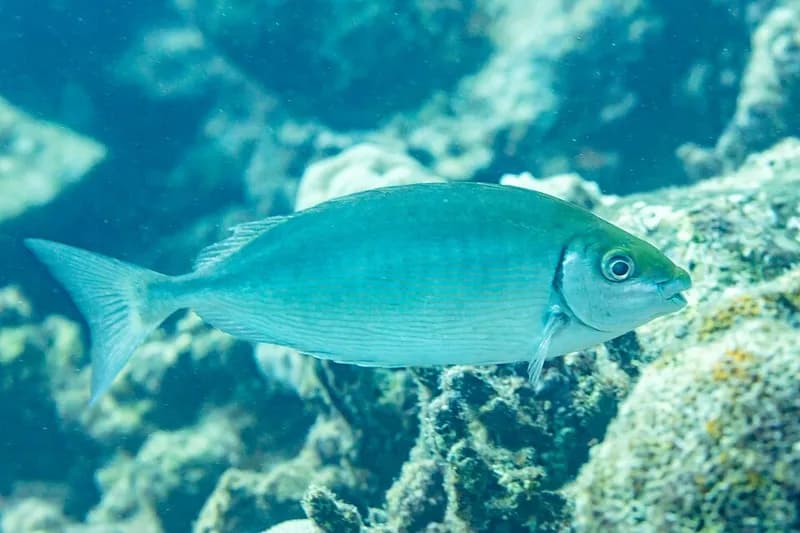 Rivulated rabbitfish (Siganus rivulatus) in the Red Sea