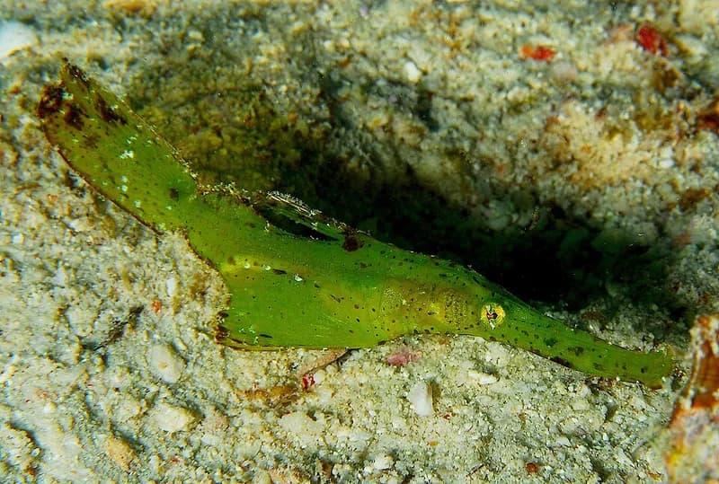 Robust ghost pipefish (Solenostomus cyanopterus) in the Red Sea