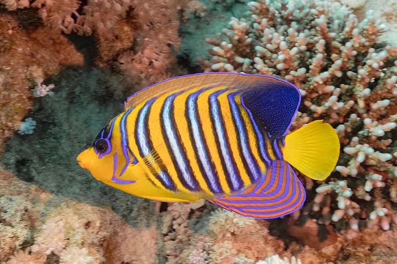 Royal angelfish (Pygoplites diacanthus) in the Red Sea
