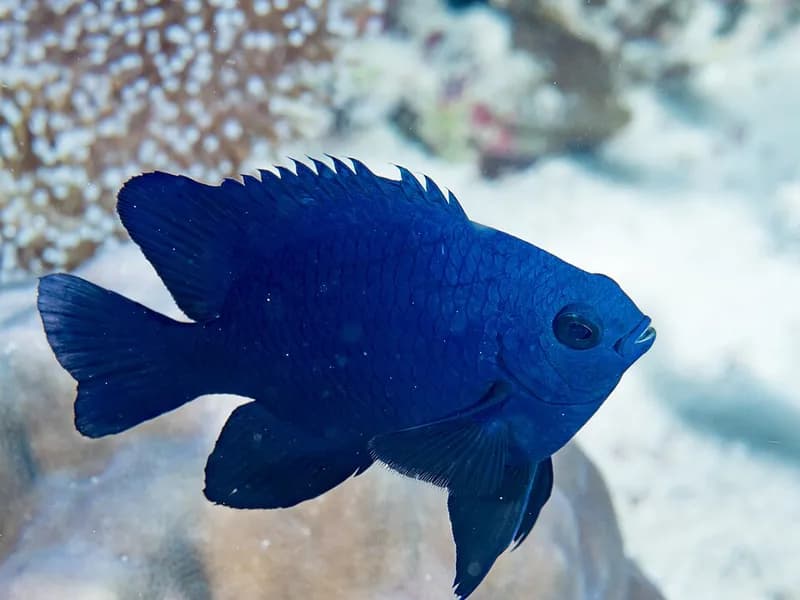 Royal damsel (Neoglyphidodon melas) in the Red Sea