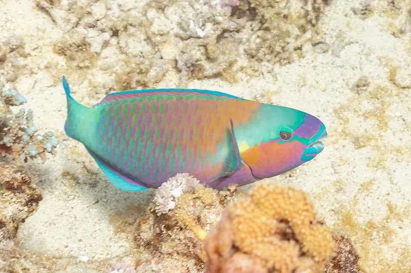 Rusty parrotfish (Scarus ferrugineus) in the Red Sea