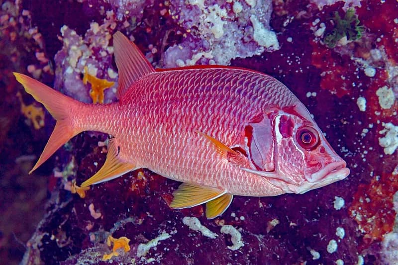 Sabre squirrelfish (Sargocentron spiniferum) in the Red Sea