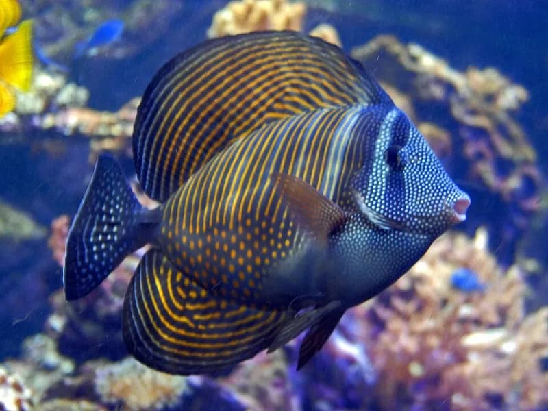 Sailfin tang (Zebrasoma desjardinii) in the Red Sea