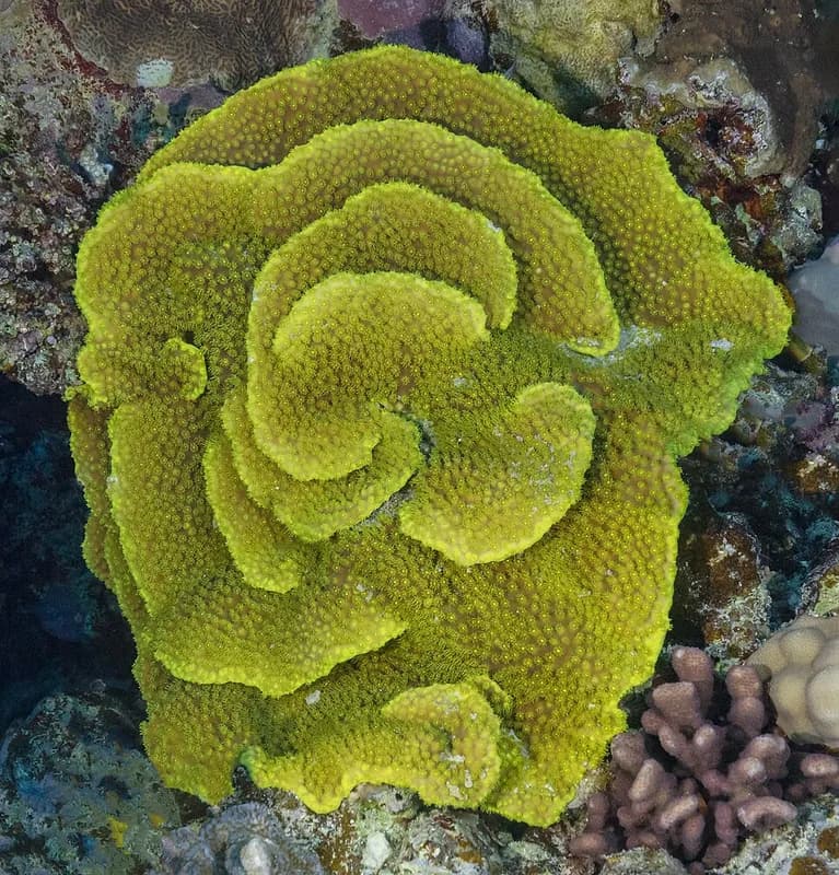 Salad coral (Turbinaria reniformis) in the Red Sea
