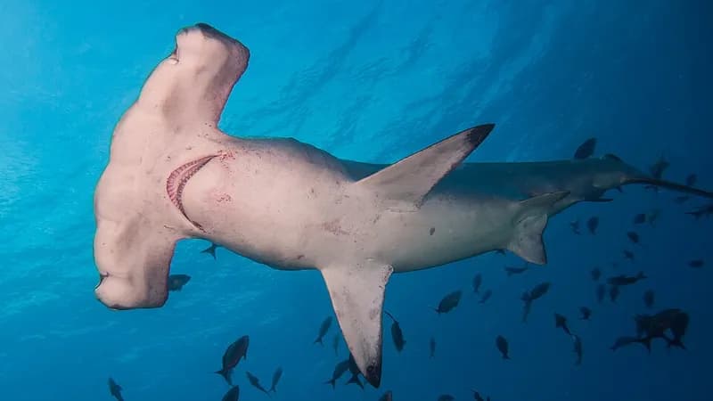 Scalloped hammerhead (Sphyrna lewini) in the Red Sea